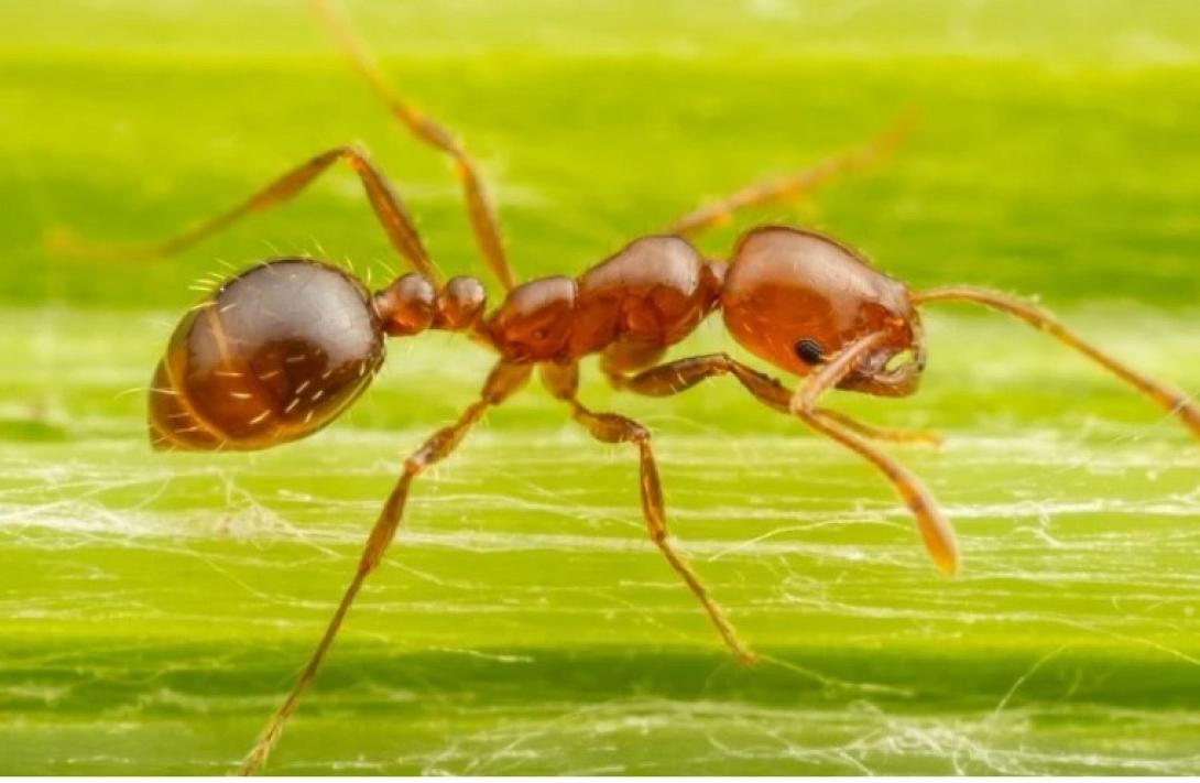 κοκκινο μυρμηγκι