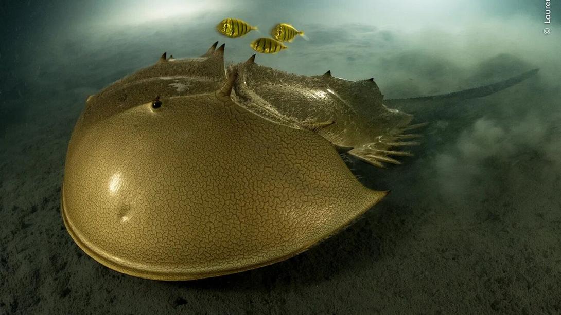 φωτογραφια