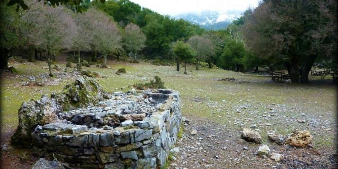 δάσος ρούβα