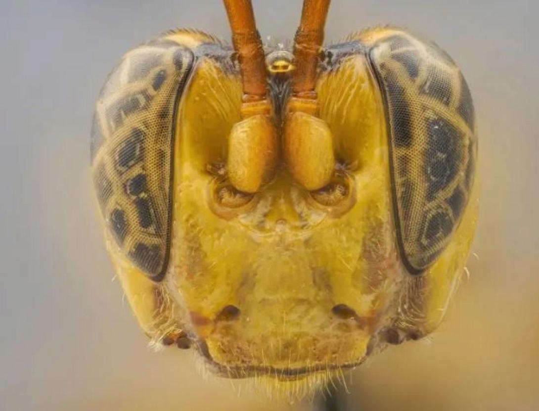 ΣΦΗΚΑ ΒΑΜΠΙΡ