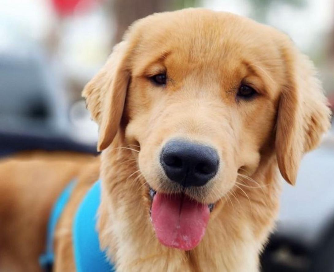 ΣΚΥΛΟΣ ΔΗΜΑΡΧΟΣ