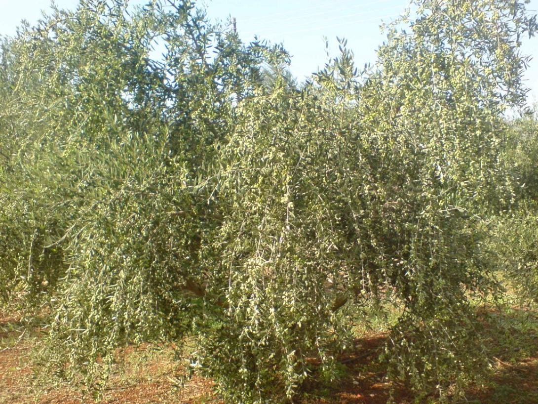 ελιες κορονεικες