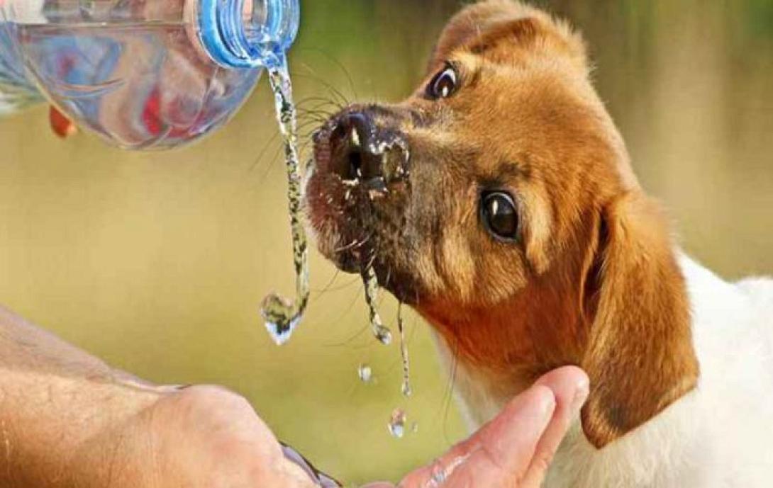 ΦΡΟΝΤΙΔΑ ΖΏΩΝ