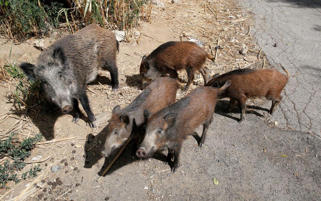 αγριογουρουνα