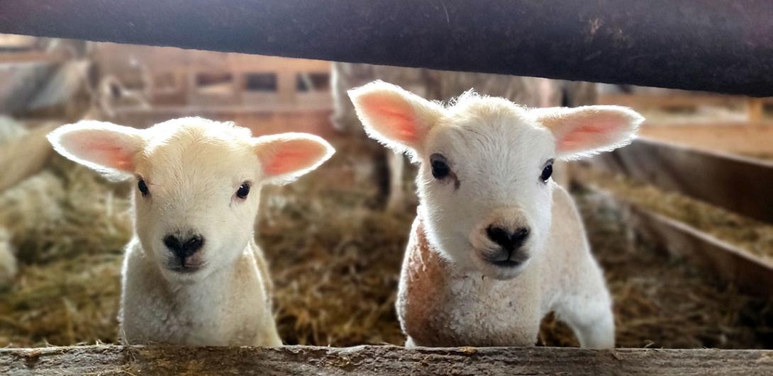 προβατάκια