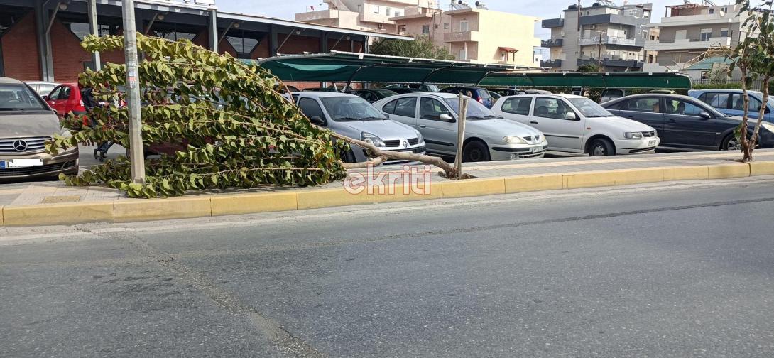 δέντρο αμμουδάρα