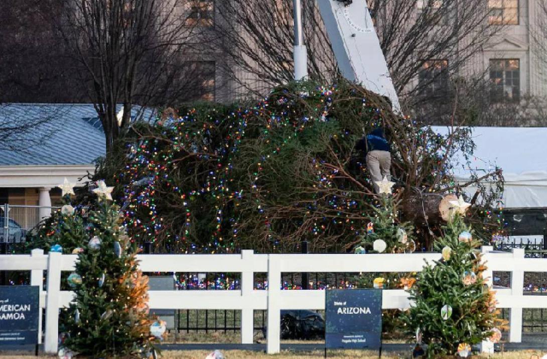 δεντρο Λευκός Οικος