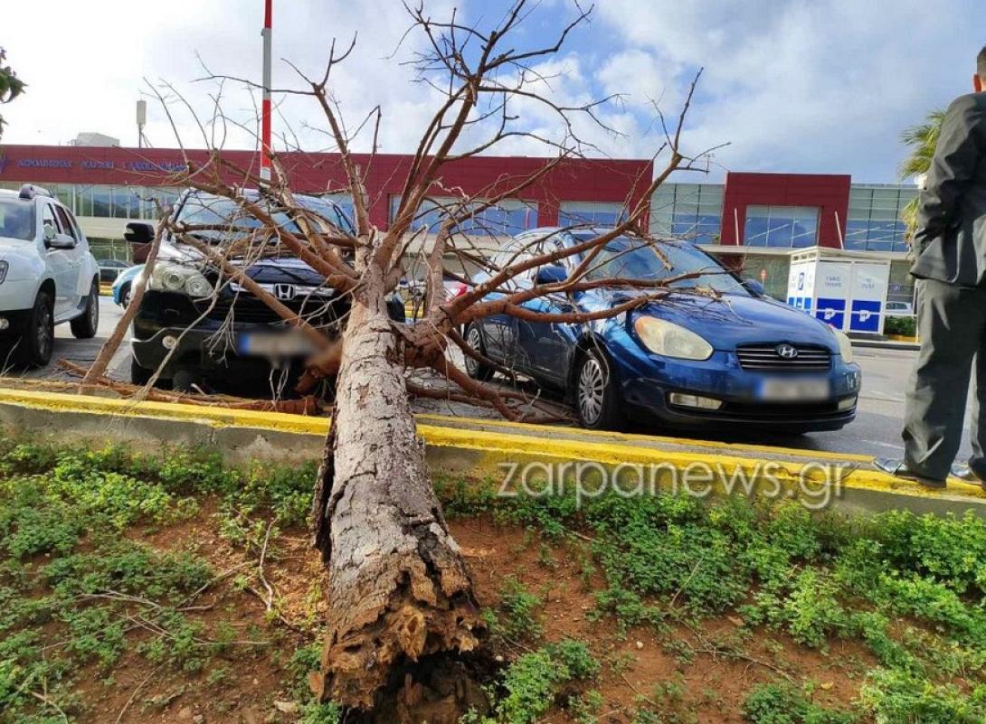 πτωση δεντρου