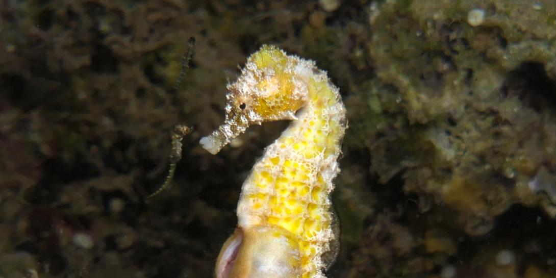 ιπποκαμπος