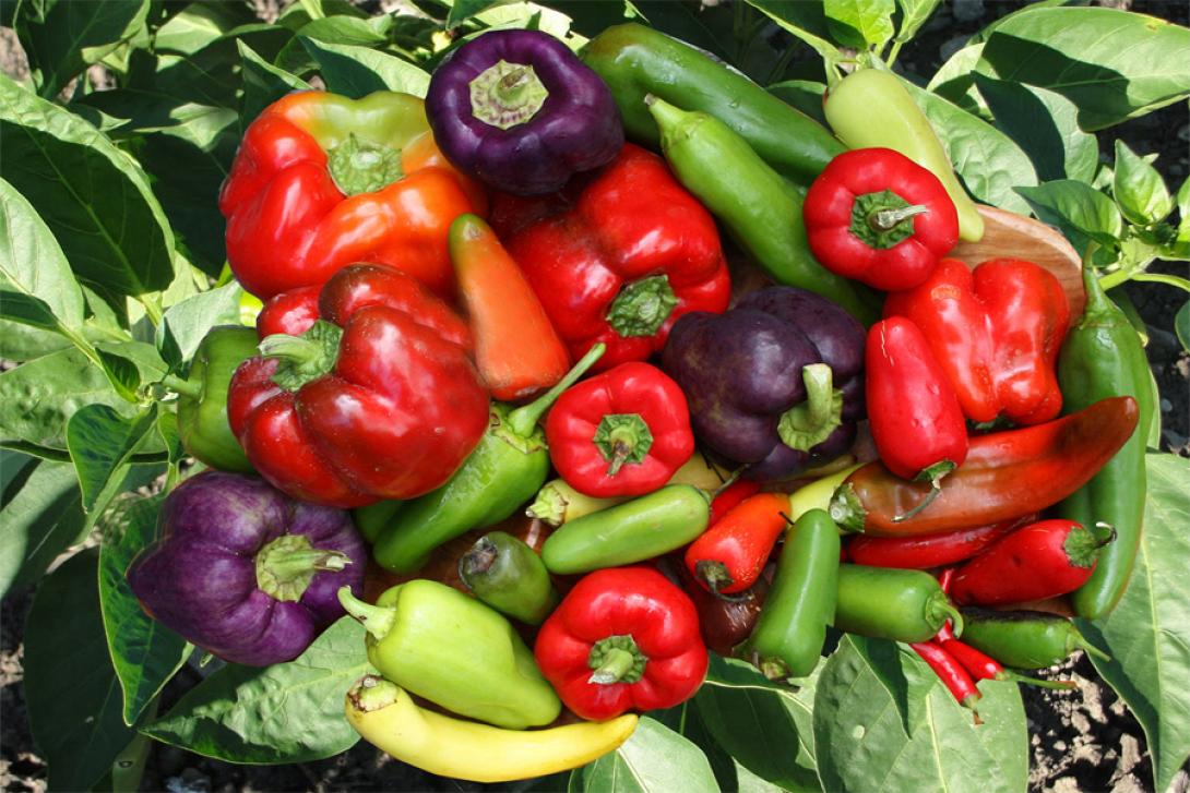 ΜΕΛΙΤΖΑΝΕς - ΠΙΠΕΡΙΕς