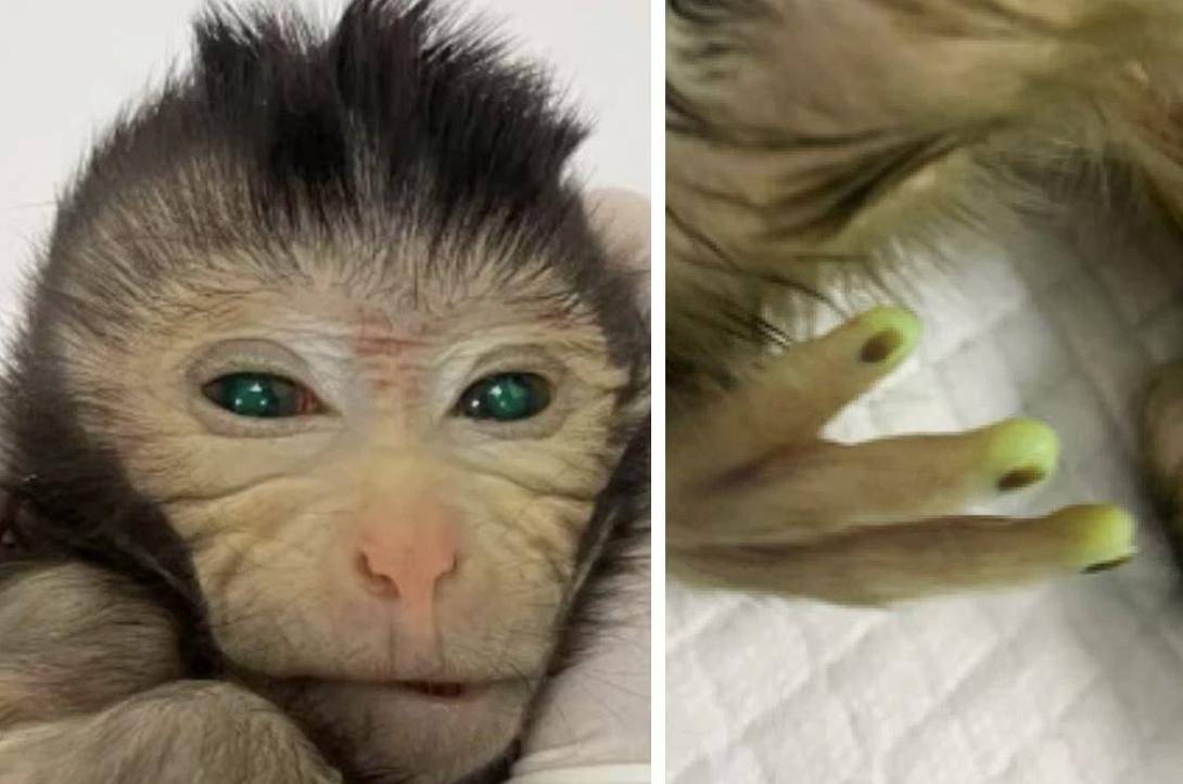 πιθηκος με φωσφορίχοντα ματια