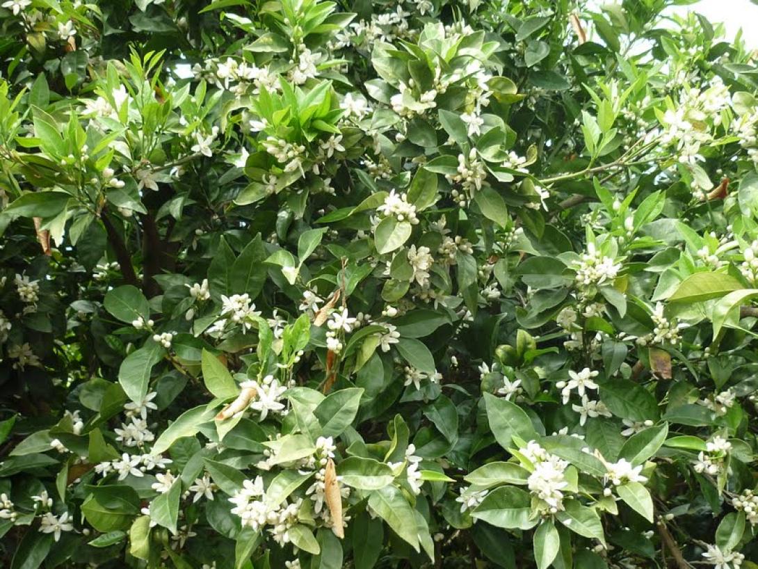 ανθοφοριας πορτοκαλιάς