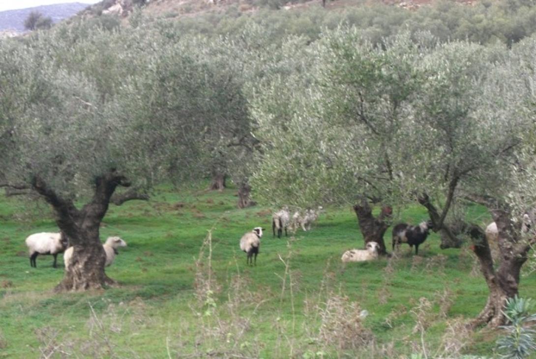 πρόβατα ελιές