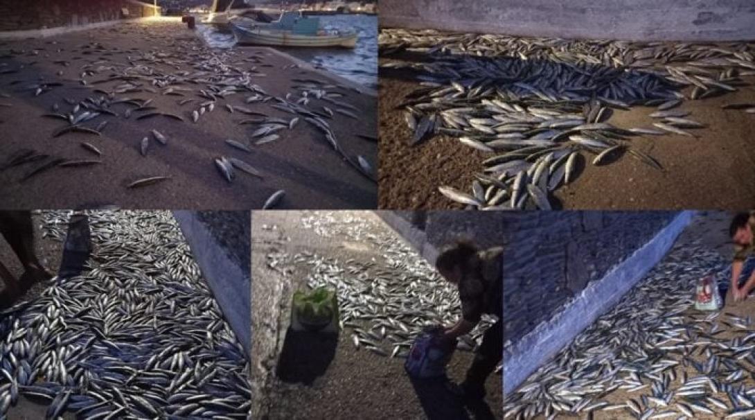 ΣΑΡΔΕΛΕς ΑΝΔΡΟς