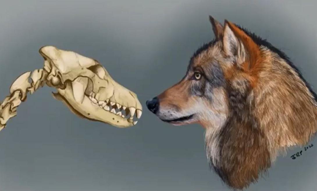 ΣΚΥΛΟΙ ΙΣΤΟΡΙΑ