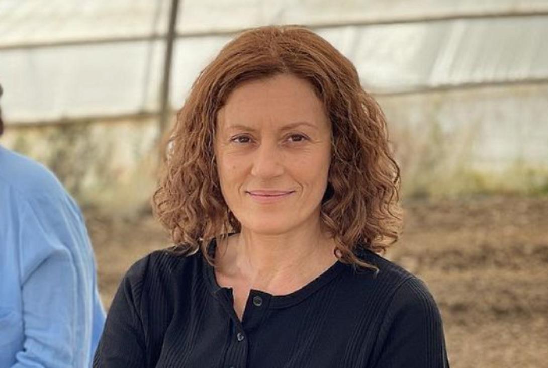 γη της ελιας