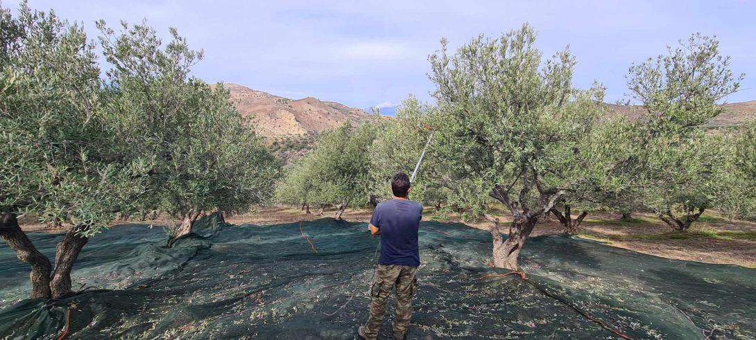 μαζεμα ελιων