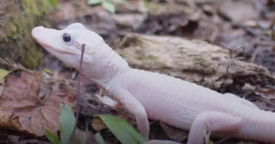 αλιγατορας