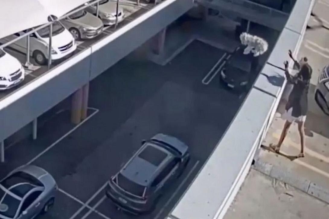 Αυστραλία σκυλί ταράτσα