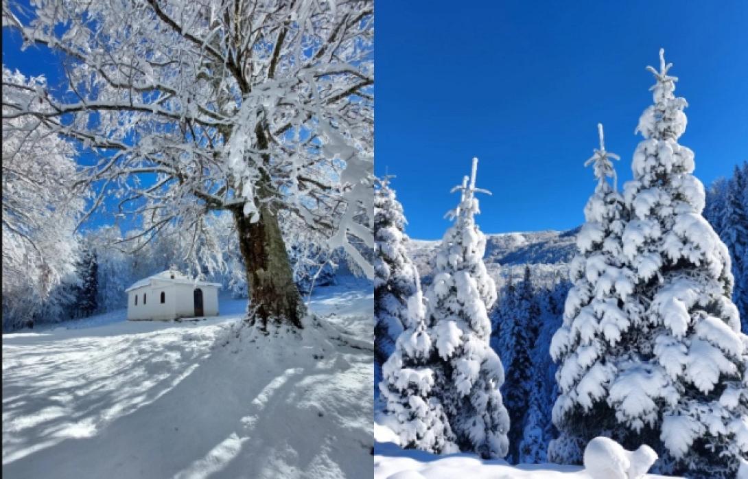 Δάσος Γραμμένης Οξυάς Φθιώτιδα