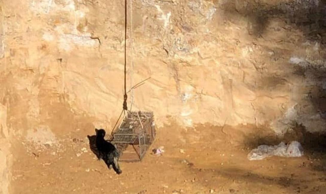 Διάσωση γάτας Παλαιό Φάληρο