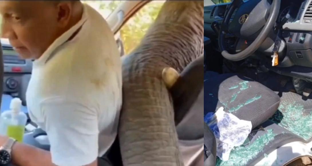 Ελέφαντας πείνα