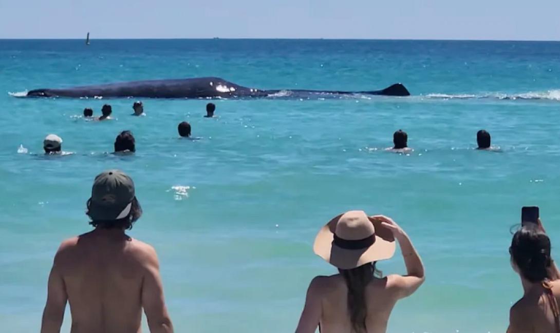 φαλαινα παραλία