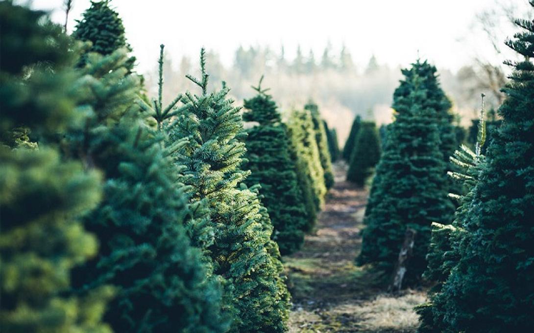 φυσικά έλατα