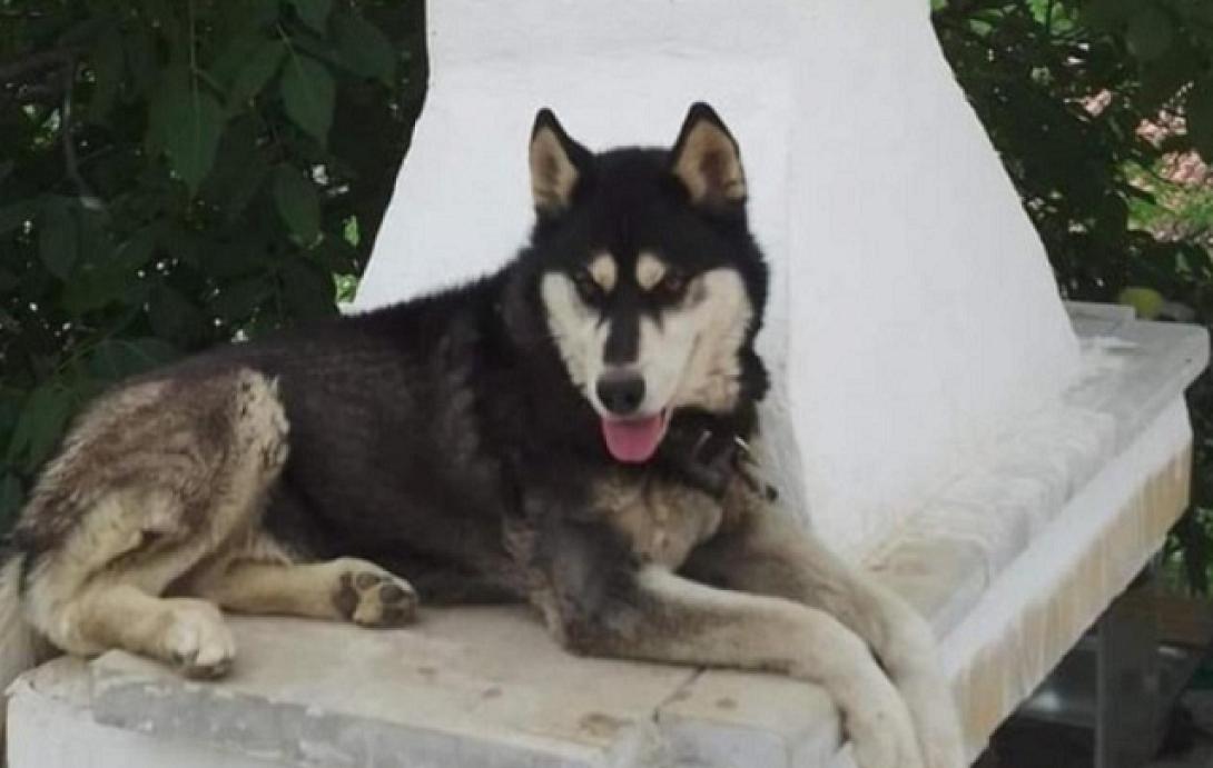 χάσκι όλιβερ