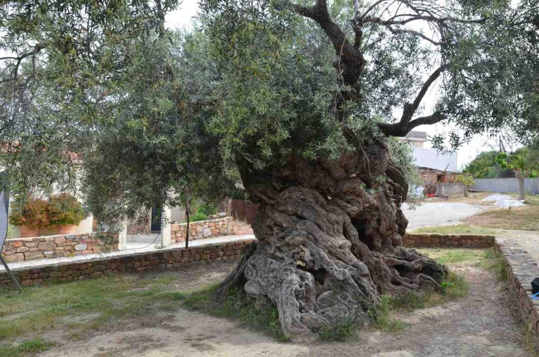 μνημειακη ελια βουβών