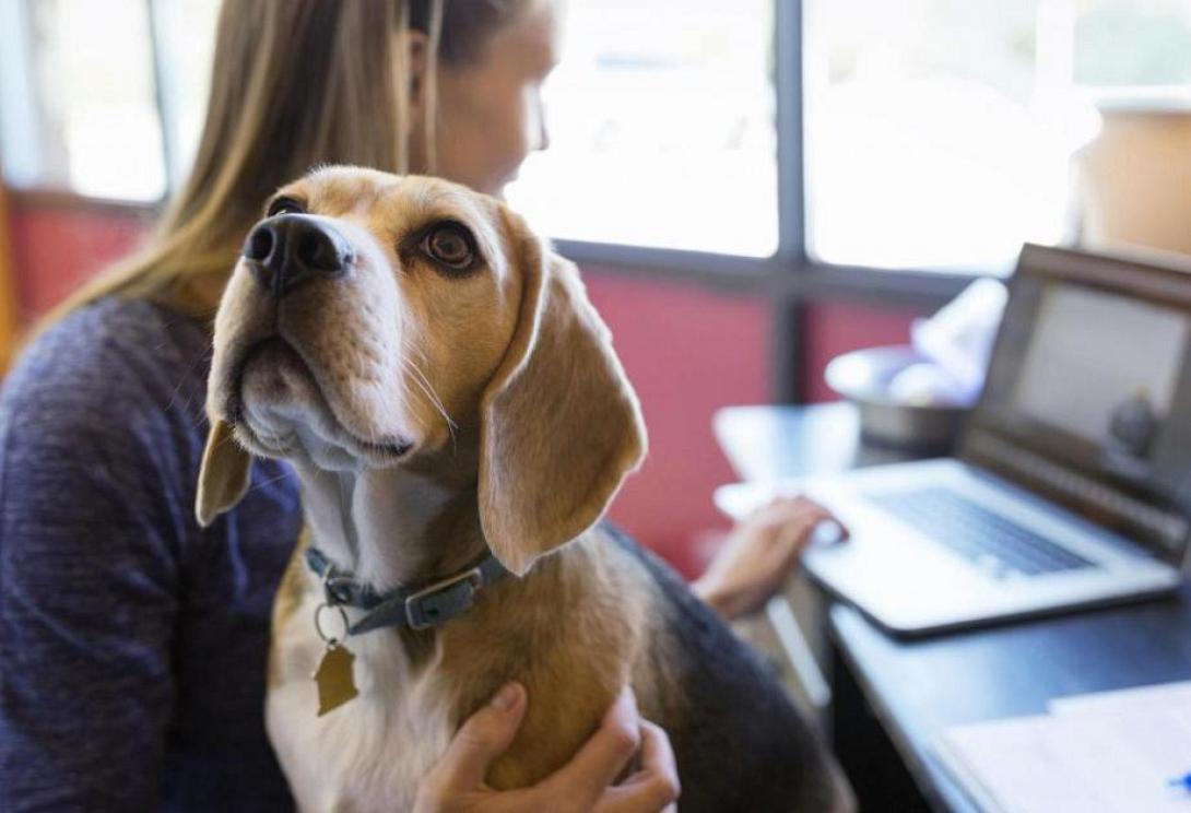 κατοικίδιο