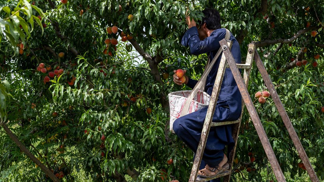εργαζόμενος 