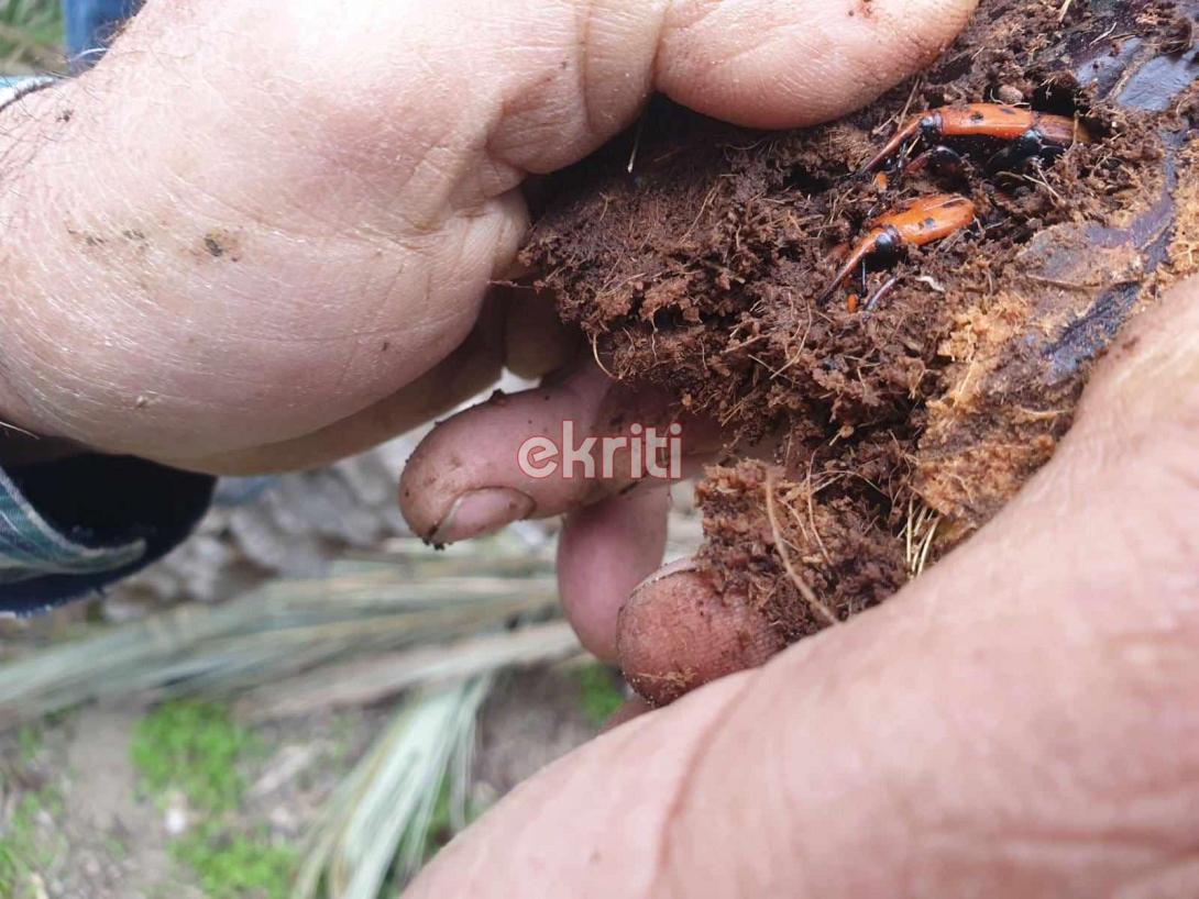 ΒΑΙ ΣΚΑΘΑΡΙ