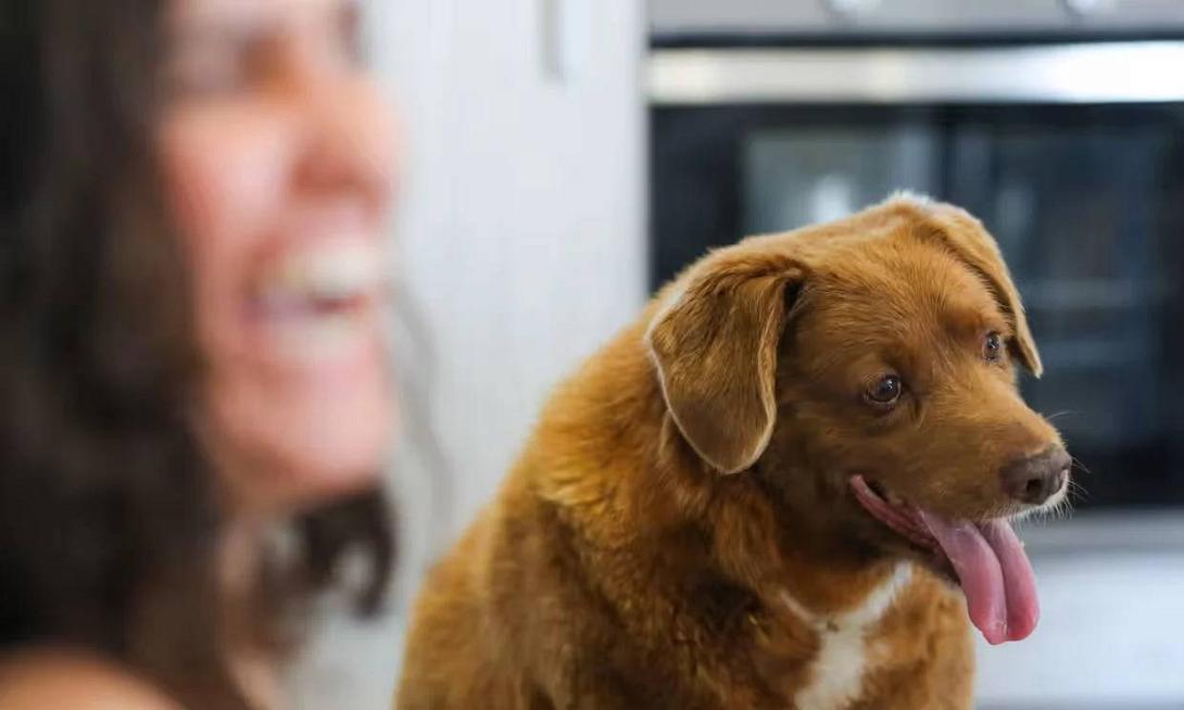 ο γηραιότερος σκύλος 