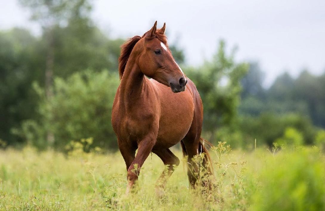 άλογα Γρεβενά