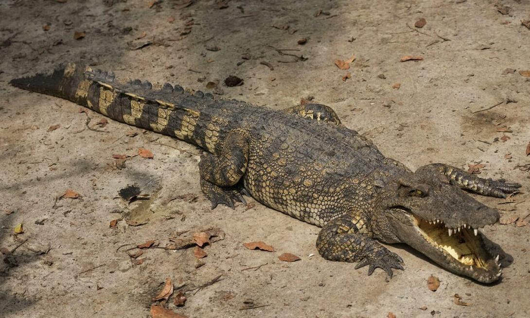 κροκοδειλος