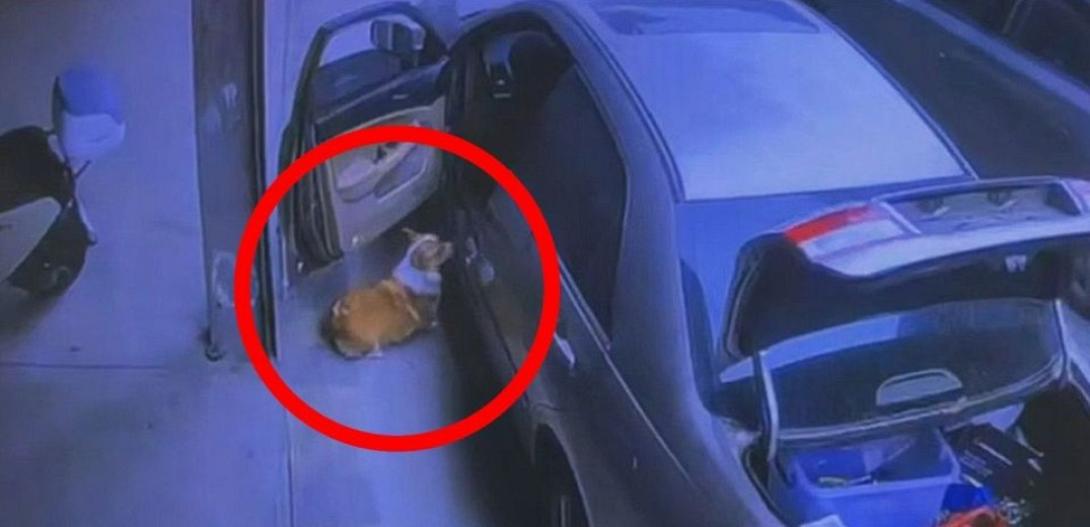 ΣΚΥΛΟΣ ΟΔΗΓΟΣ