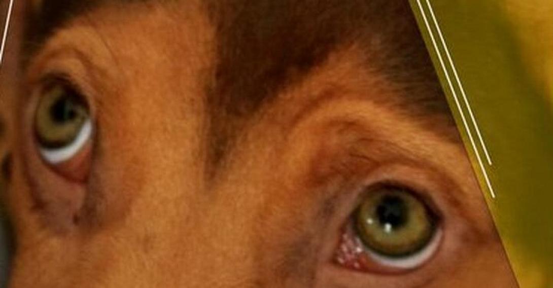 φωτογραφια νικηφορακη