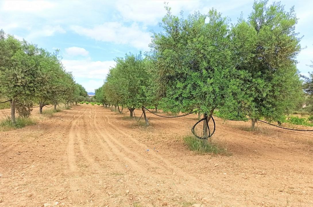 ελιες ποτισμα