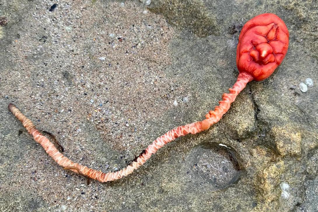 Πλάσμα - Αυστραλία 