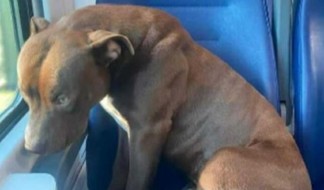 πίτμπουλ τρένο