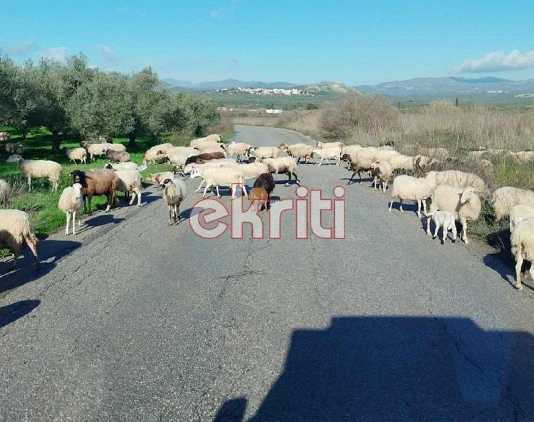 καστελιανά πρόβατα