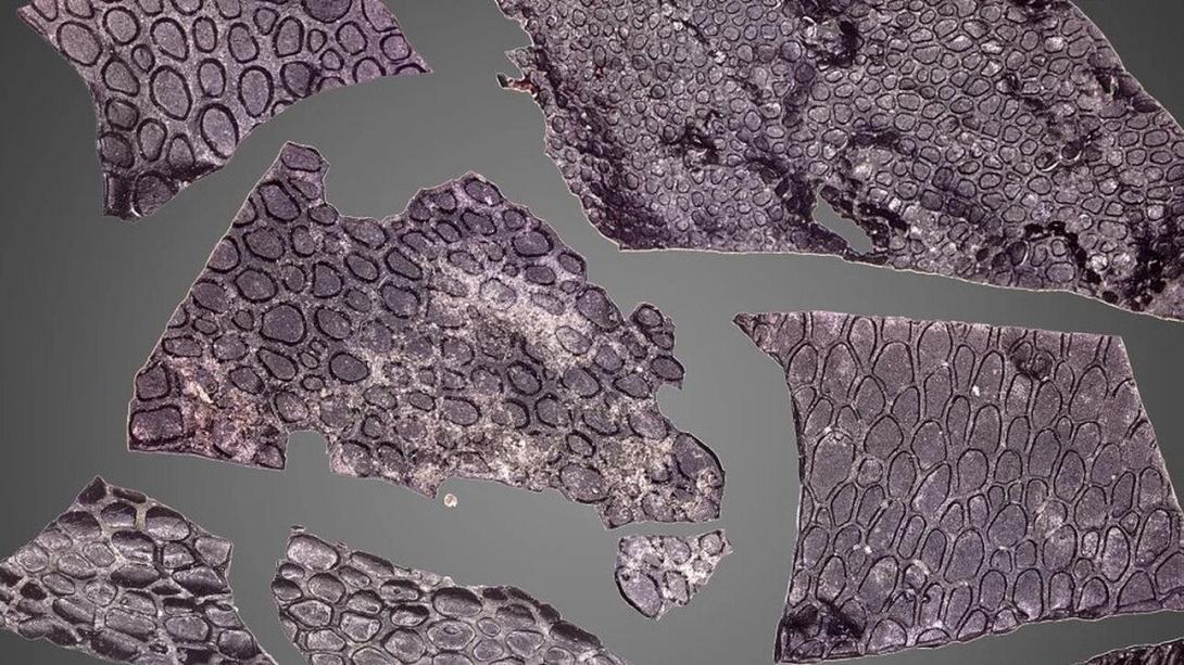 δεινοσαυρος