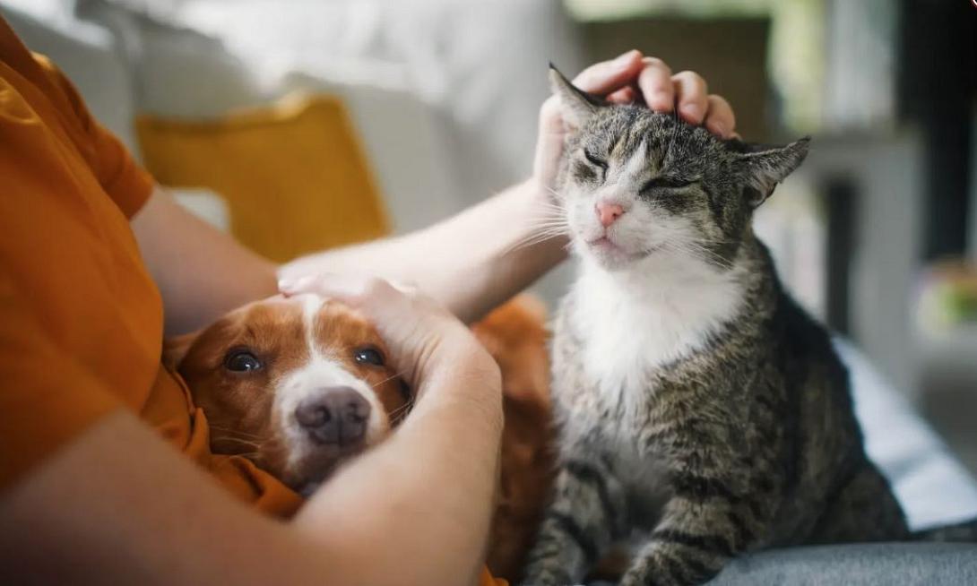 ΚΑΤΟΙΚΙΔΙΑ