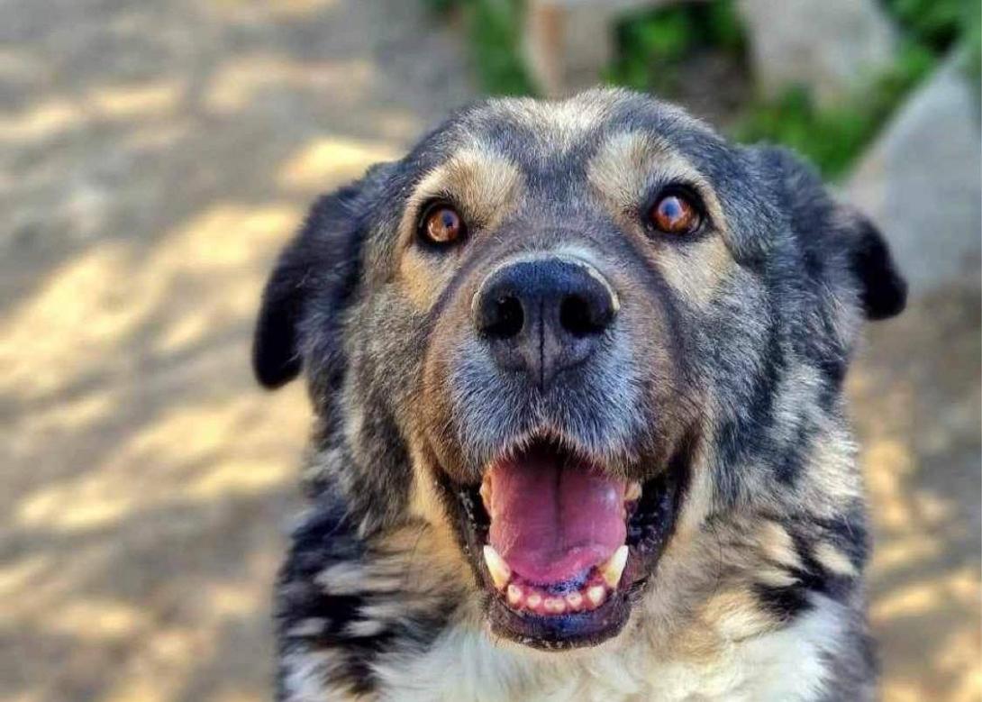 Φιλοζωική Ομάδα Σείριος