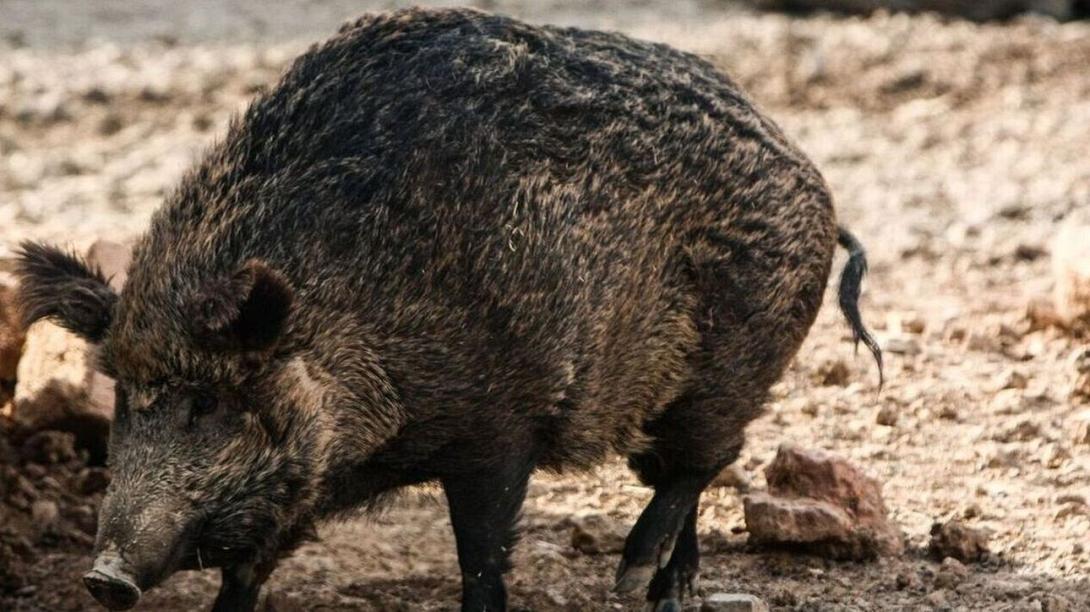 αγριογουρουνο