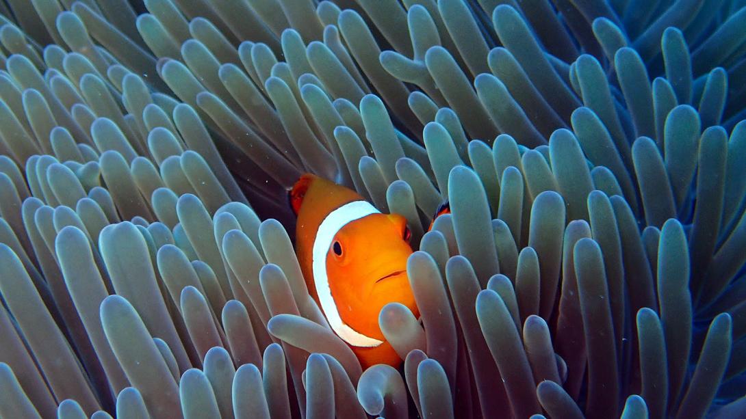 ψαρι κλοουν