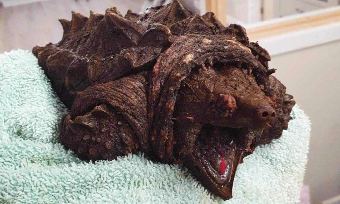 χελωνα αλιγατορας