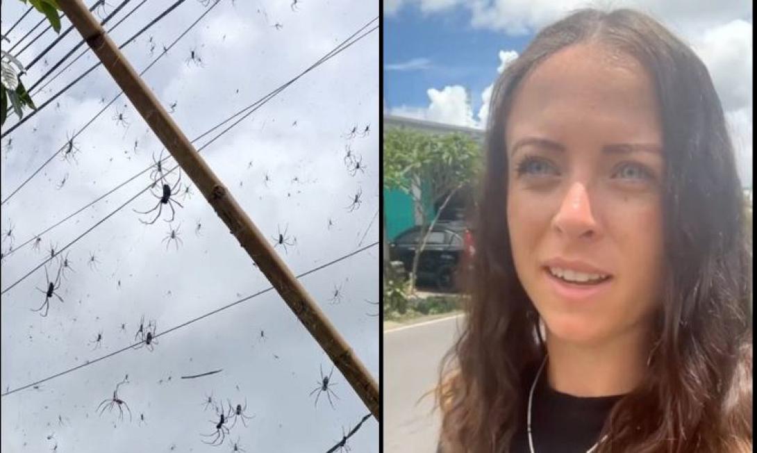 αραχνες μπαλι