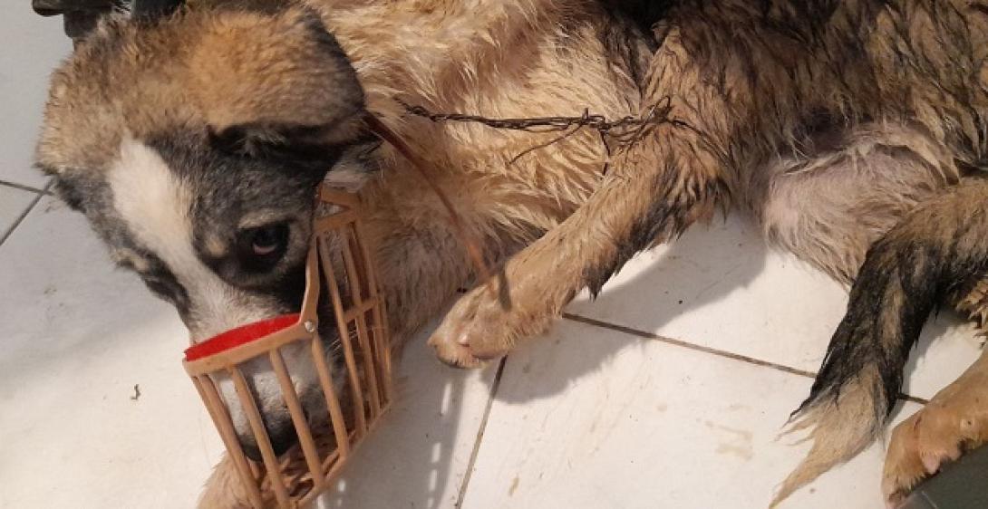 Σκυλάκι Μετέωρα